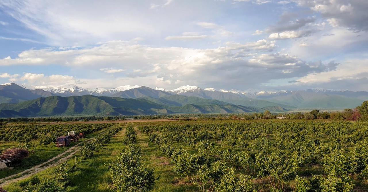 Mestvireni Telavi Exterior foto
